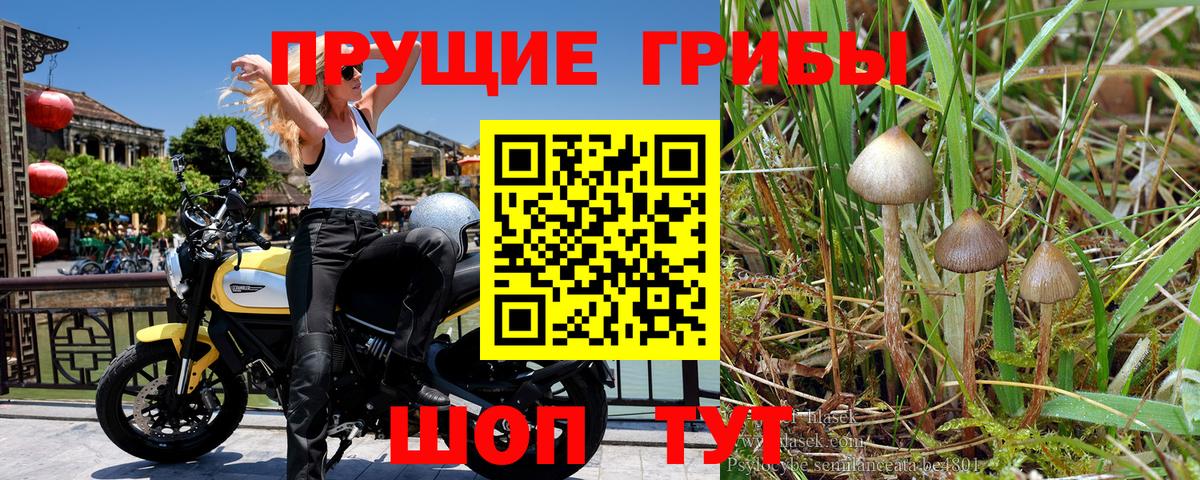 Псилоцибиновые грибы мицелий Ярцево